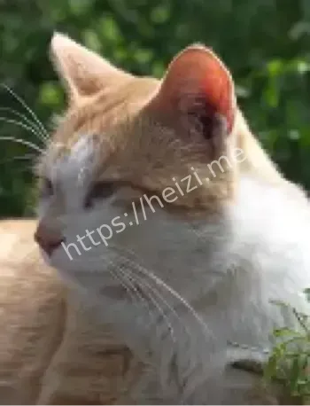 贵阳挖眼虐猫系谣言