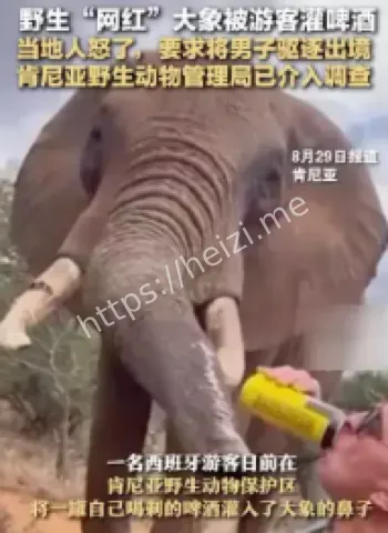 肯尼亚网红大象